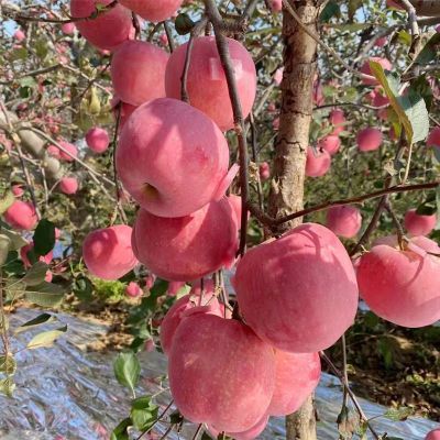 苹果水果10斤新鲜山东烟台红富士苹果整箱批发当季脆甜平果5斤