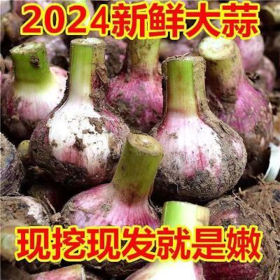 2024年河南新鲜紫皮大蒜现挖先发蒜头腌制新鲜红皮蒜紫皮糖醋大蒜