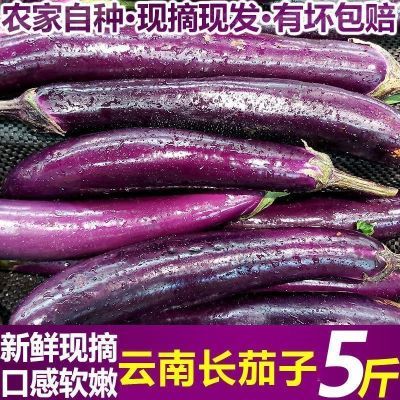 5斤【现摘现发】云南紫皮茄子细长茄子农家自种当季新鲜蔬菜整箱