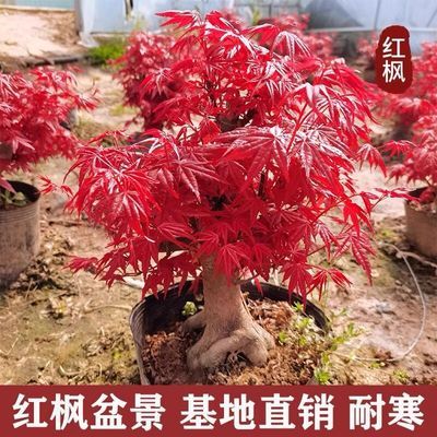 W【精选红枫盆景】红舞姬基地直发 南北方种-植 越冷越红火
