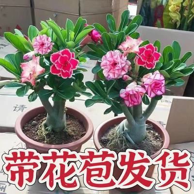 重瓣沙漠玫瑰花苗盆栽带花苞多肉植物老桩室内外绿植盆景四季开花