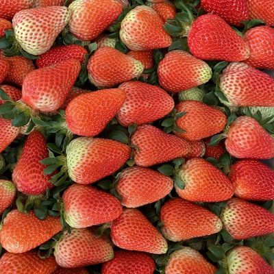 (10斤爆款)云南新鲜烘培批发一整箱夏季专用商用酸甜草莓包邮