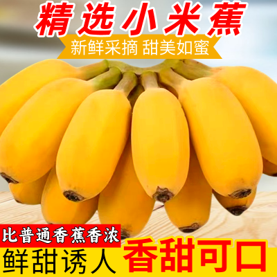 【首单7折】广西小米蕉批发高山薄皮正宗甜香蕉新鲜水果纯天然