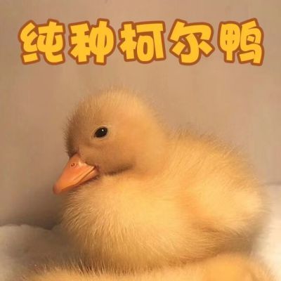 正品网红纯种柯尔鸭幼年小鸭子S级别宠物随时携带包活养可爱超萌