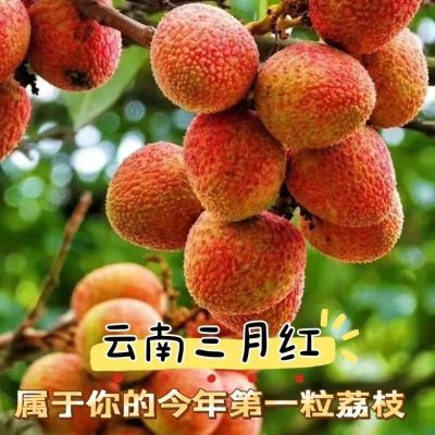 戍客新鲜三月红荔枝现货云南荔枝酸甜应季新鲜水果妃子笑整箱包邮