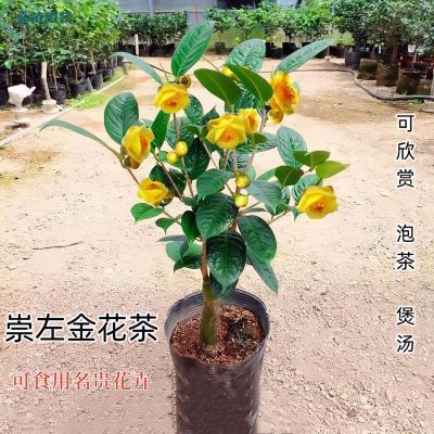 崇左金花茶树凹脉四季老桩毛瓣广西桂林耐寒室外绿植庭院室内优选