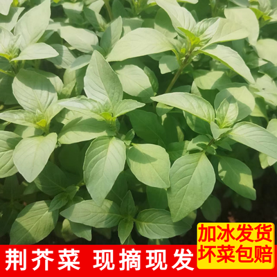 河南荆芥菜新鲜现摘现发食用大叶荆芥当季1斤蔬菜特产