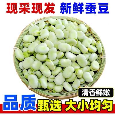 [批发价]汉中蚕豆鲜嫩2024现摘带壳蚕豆一整箱现摘蔬菜罗汉豆