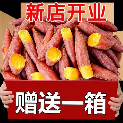 【10斤批发】天目山小香薯正宗板栗红薯新鲜现挖蜜薯桥头地瓜番薯