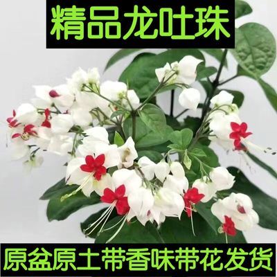 龙吐珠花带花盆栽花卉观花植物室内客厅花吸甲醛四季开花好养易活