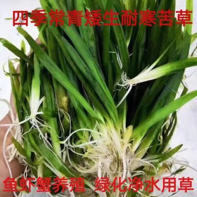 苦草四季长青短叶矮生苦草扁担草小龙虾螃蟹养殖专用增氧净化水质