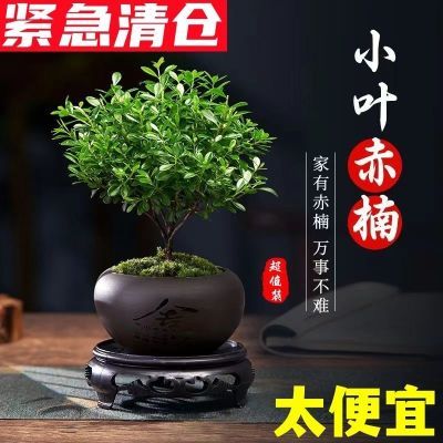【A级老桩】小叶赤楠盆栽盆景小绿植物办公室内客厅桌面四季长青