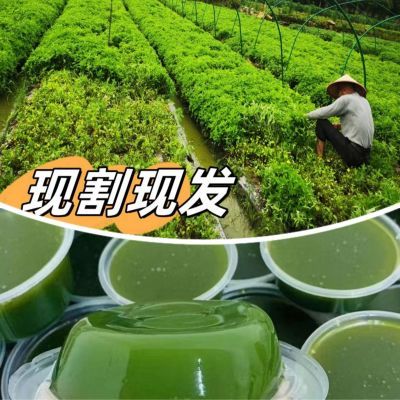 新鲜现摘凉粉草烧仙草原料仙草蜜仙草冻仙人粄仙草包邮健康可食用