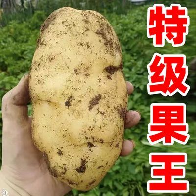 【黄心大土豆】新土豆2024现挖黄心土豆新鲜软糯高山种植整箱