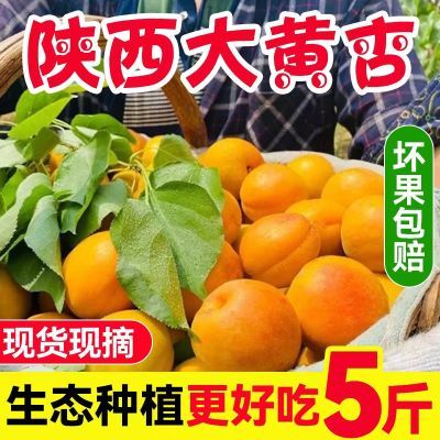 【现货】陕西大黄杏新鲜应季孕妇水果杏子金太阳黄杏酸甜可口整箱