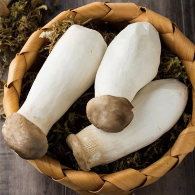 新鲜杏鲍菇嫩芽小菇大腿菇农家蘑菇食用菌蔬菜煲汤自然熟个头均匀
