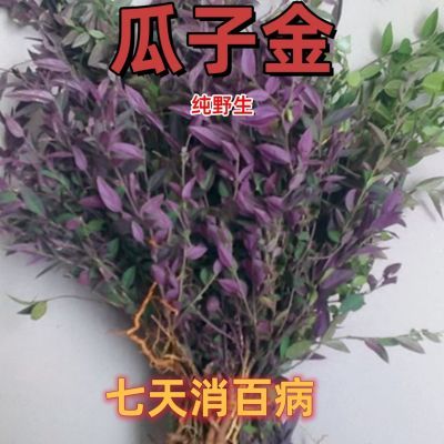 瓜子金中草药纯野生来回马中草药乱马回中药金银不换瓜子草金钥匙