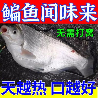 野钓鳊鱼专用饵料【无需打窝】黑坑野钓水库四季通用鳊鱼专用鱼饵