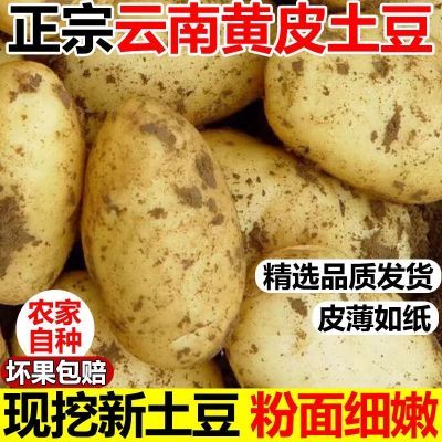 云南高山黄皮土豆黄心新鲜洋芋农家当季正宗马铃薯蔬菜批发包邮价