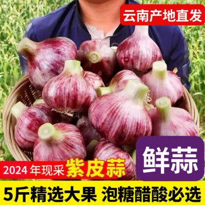 【超低价】2024河南紫皮大蒜头批发新鲜红皮香蒜瓣特大干农家