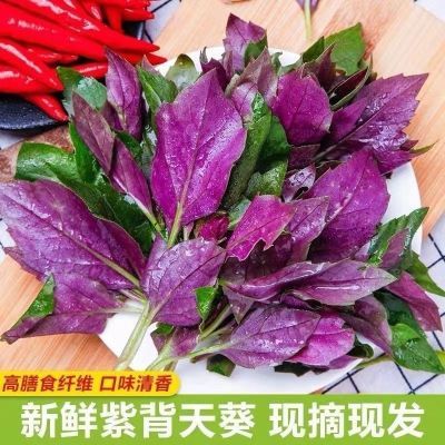 四川血皮菜新鲜补血红皮菜当季紫色蔬菜紫背天葵5斤包邮