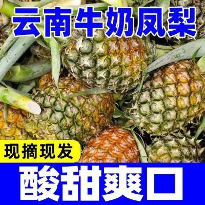 戍客西双版纳牛奶凤梨新鲜水果爆甜大果热带水果牛奶凤梨整箱