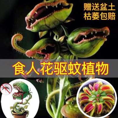 食虫植物网红驱蚊盆栽儿童好养绿植捕蝇草食人花室内水培好养绿植