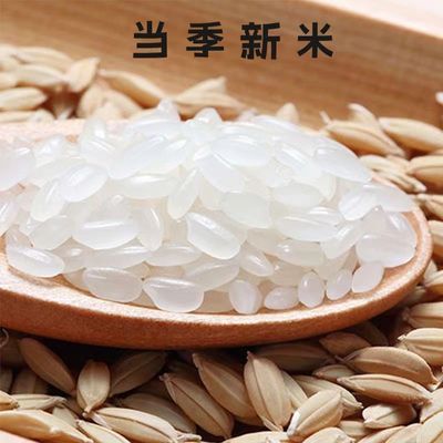 黑龙江东北正宗大米当季优质稻新米圆粒大米批发10斤20斤产地