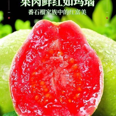 【放软吃】福建软糯红心芭乐1-5斤红心番石榴当季新鲜水果农香