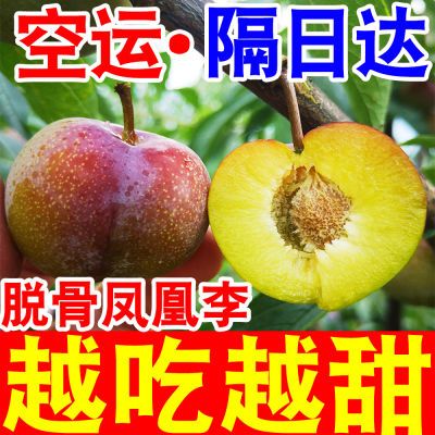 【凤凰脆李】正宗四川五月脆脱骨李子当季新鲜水果超甜茵红脆红李