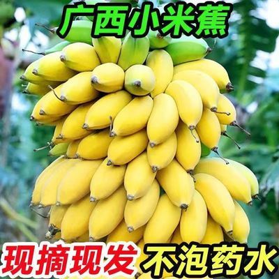 【首单半折】广西小米蕉批发高山薄皮正宗甜香蕉新鲜水果纯天然