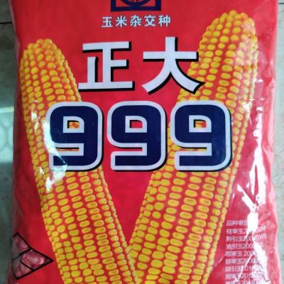 正大999玉米999种子矮杆大棒红轴抗病抗旱抗倒玉米种玉米种