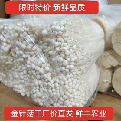 产地现摘金针菇大包装5斤新鲜金针菇蔬菜食用菌火锅食材配菜凉菜