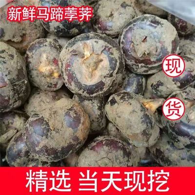 广西马蹄果 新鲜本地珍珠 应季当季蔬菜即食水果无为荸荠大果荔浦