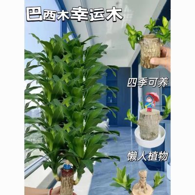 【可开花】幸运木巴西木开花水养格鲁特水培植物懒人办公四季室内