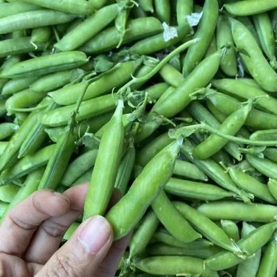 豌豆现摘农家新鲜豌豆荚带壳蔬菜荷兰豆当季批发水果一整箱