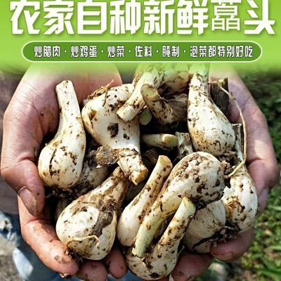 当季藠头腌制炒肉脆嫩下饭菜大个新鲜农家自种现挖野生食用煲汤