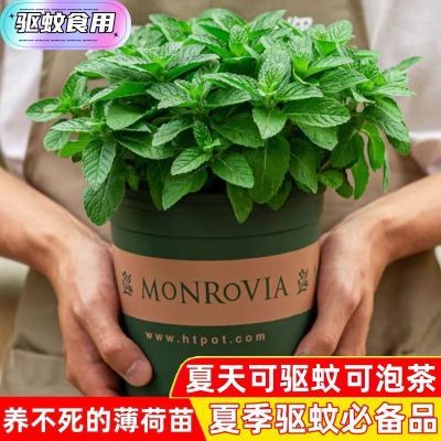 薄荷盆栽可食用四季常青好养易活可水土培客厅桌面绿植驱蚊除虫好