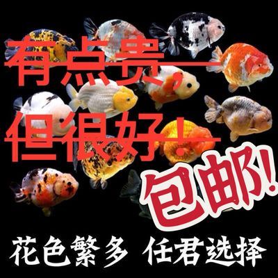 潘氏冷水奶牛兰寿奶牛兰寿精品兰寿奶牛金鱼精品招财多色花色鸿运