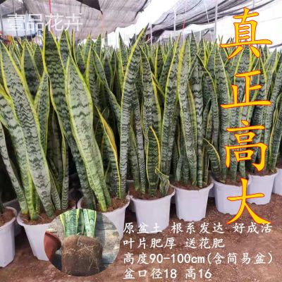 金边虎皮兰大颗特大号室内盆栽客厅防辐射植物好养新房吸甲醛绿植