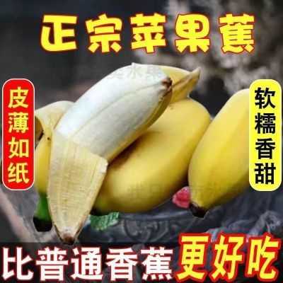 【纯甜】正宗苹果蕉粉蕉当季新鲜水果包邮香蕉饱满香甜圆润批发