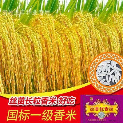 丝香优香丝优质杂交水稻谷种正品长粒香米浓香型一级水稻种子原装