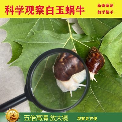 白玉蜗牛一对 情侣蜗牛养殖套装送饲料蜗牛观察饲养 科学实验蜗牛