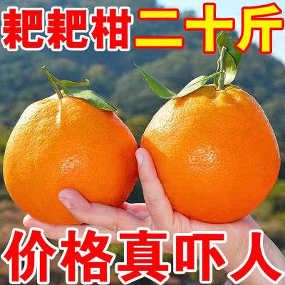 【店长补帖】四川春见耙耙柑正宗粑粑柑橘子新鲜应季水果整箱桔子