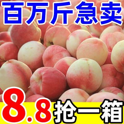 【爆甜】新鲜水蜜桃桃子毛桃脆甜桃当季孕妇水果1/3/5斤整箱