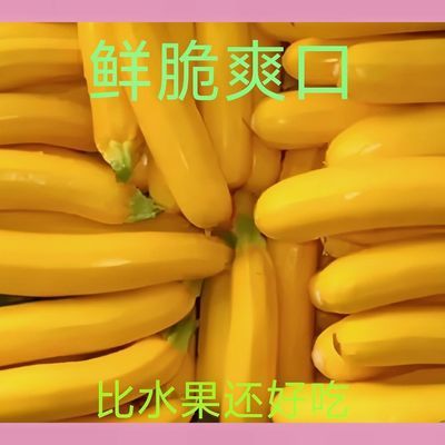 云南露天种植高品质香蕉西葫芦低糖减脂现摘新鲜角瓜节瓜水果黄瓜