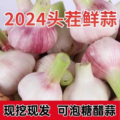 【超低价】大蒜2024新鲜大蒜现挖现发紫皮大蒜特大鲜蒜头糖蒜腌制