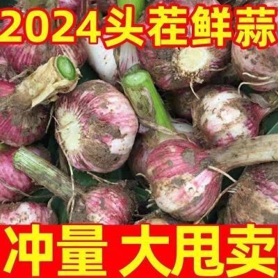 【超级低价】2024新蒜山东紫皮大蒜头腌制糖醋蒜鲜蒜红皮大蒜批发