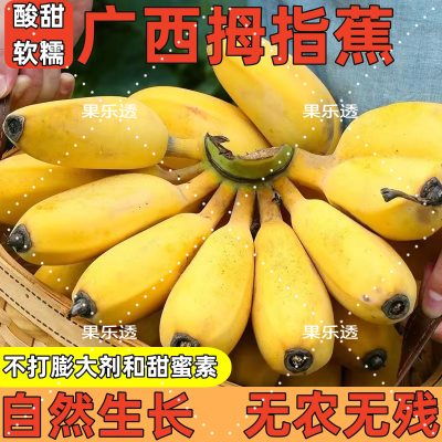 【酸甜口感】广西正宗拇指蕉小米蕉当季新鲜水果薄皮香蕉整箱包邮