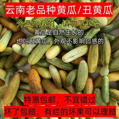 云南新鲜现摘黄皮小黄瓜老式旱黄瓜生吃壮族蔬菜脆爽口瓜整箱包邮